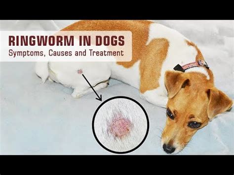 How Serious Is Ringworm In Dogs: Unveiling The Hidden Threat