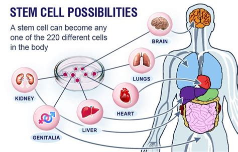 364 best images about Stem cells/Crispr-cas9 on Pinterest | Therapy ...