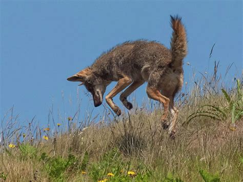 18 facts about coyotes