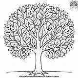 Basic Tree Drawing Coloring Pages sketch template
