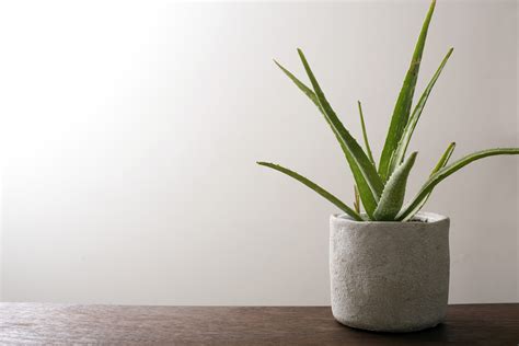 Free Stock Photo 17384 Potted aloe vera plant on a wooden table ...