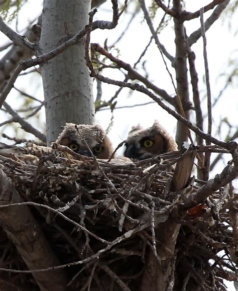 Okie BirdCam - Great Horned Owl nestling