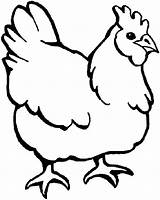 Chicken Pictures To Colour In  Free Printable Coloring Pages sketch template