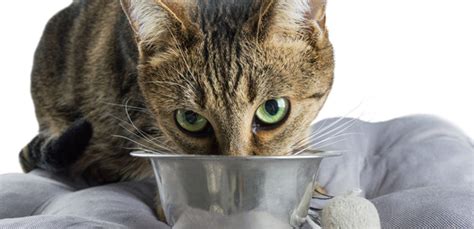 Can Cats Eat Tuna? (Nutritional Guide)