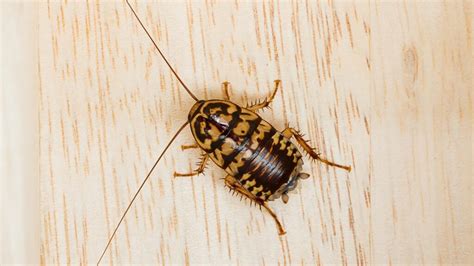 Wood Cockroaches | Information and Control Guide - peSTopped