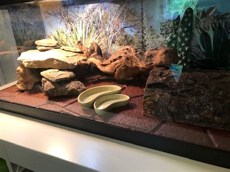 Substrates or Flooring for Bearded Dragon Terrariums & Enclosures | Atomic Lizard Ranch