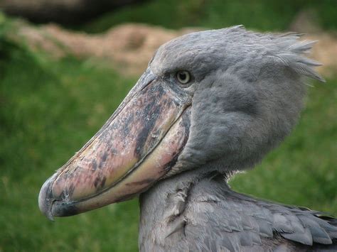 Shoebill Stork Wallpapers - Wallpaper Cave