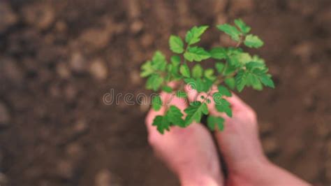 Farmer Planting Green Sprout. Farmer Hands Plant Green Sprout ...