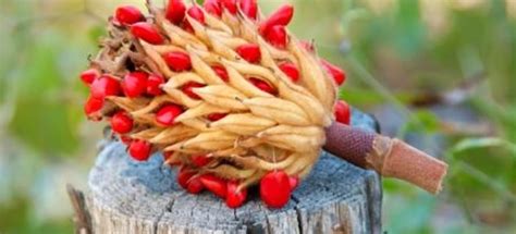 How to Grow a Magnolia Tree From Seeds | DoItYourself.com