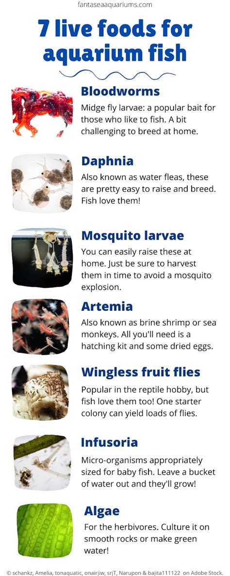 7 Types of Live Food for Aquarium Fish - Maryland Aquarium Design ...