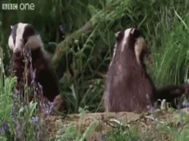 Search Results for badger GIFs on GIPHY | Talking animals, Animals, Funny talking