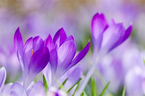 🔥 [40+] Purple Spring Flowers Wallpapers | WallpaperSafari