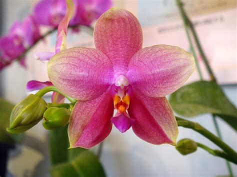 Phalaenopsis Sweet Memory orchid hybrid care and culture | Travaldo's blog