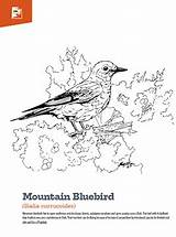 Mountain Bluebird Coloring Page / Bird  sketch template