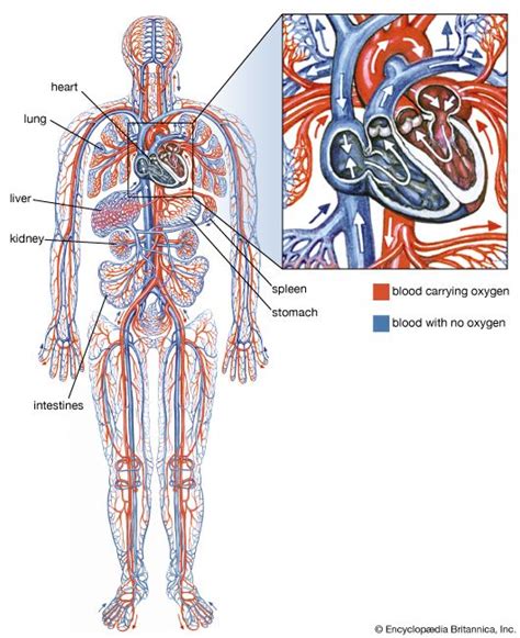 cardiovascular system - Kids | Britannica Kids | Homework Help