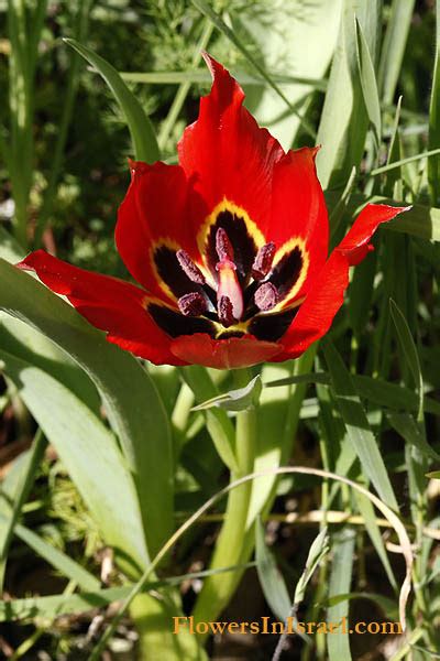 Images and Places, Pictures and Info: jerusalem tulip flower