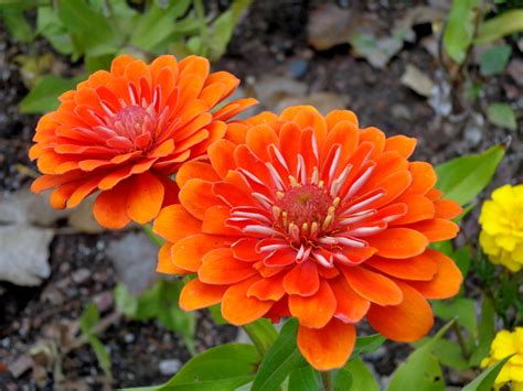 Orange Zinnia Flowers Picture | Free Photograph | Photos Public Domain
