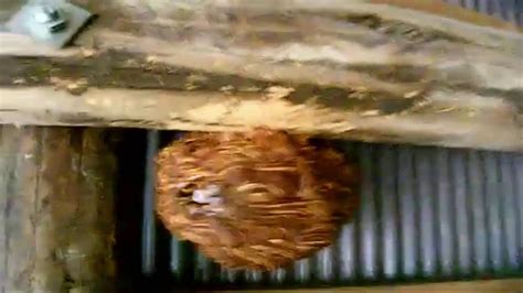 Japanese Giant Hornets Nest removal - Hornets Attacks me - YouTube