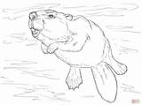 Swimming Beaver coloring Page  Free Printable Coloring Pages sketch template