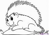 Porcupine Coloring Pages sketch template