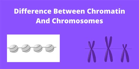 Difference Between Chromatin And Chromosomes