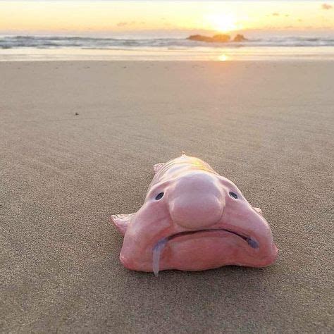 he blobfish is a deep sea fish of the family Psychrolutidae. It inhabits the deep waters off the ...