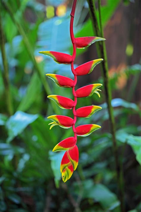 a red and yellow flower with green leaves in the background