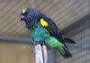 Meyer’s Parrot - Care Guide, Information & Price » Petsoid