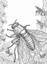 30  Cicada Coloring Pages Free Printable PDF JPG PNG & Online sketch template