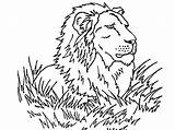 Free Printable Lion Coloring Pages For Kids sketch template