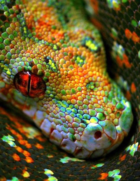 Snake of beautiful jewels of color… | Colorful snakes, Beautiful snakes, Animals beautiful