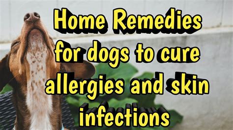 How to cure dog skin infections and allergies using simple Home ...