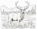 Stately Elk In The Forest  Four Coloring Pages Etsy sketch template