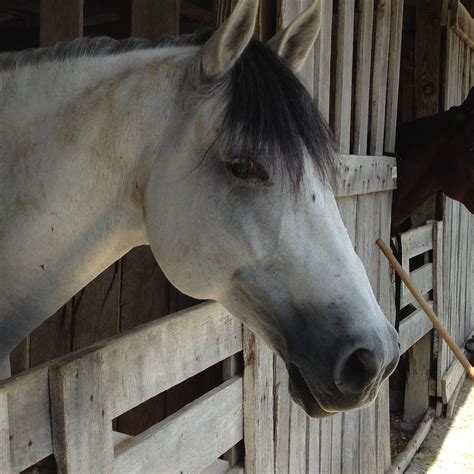 Meeting the Horses of ‘Odysseo’ | HORSE NATION