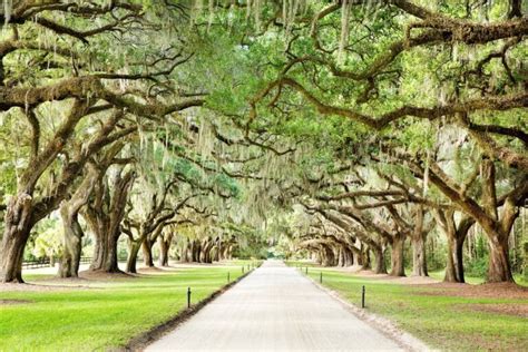 Charleston: 5 plantations to see & how to organize your visit - Urbaine City