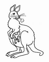 Baby Kangaroo Coloring Pages sketch template