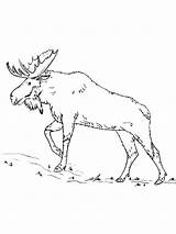 Simple Realistic Elk coloring Page sketch template