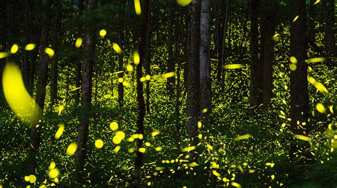 Smoky Mountains National Park: Synchronous fireflies an amazing show