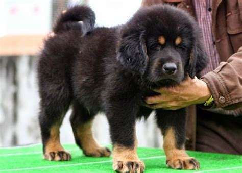 Black Tibetan Mastiff Puppy : Tibetan Mastiff Dog Breed Information ...