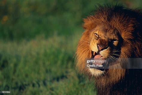 Lion Roaring High-Res Stock Photo - Getty Images