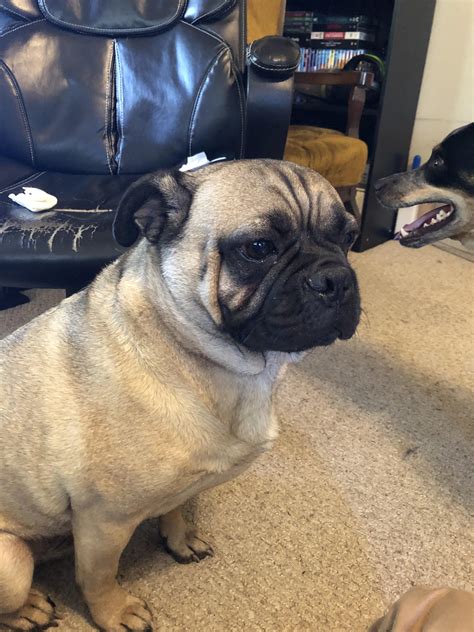 This is Buddy. He is a pug-bulldog mix that I just brought home. : r/pugs