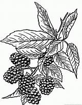 Blackberry Coloring Pages sketch template