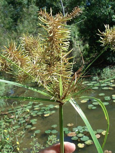 Nutsedge - Dangers: Beware of toxic mimic Verbane. The stem of edible nutsedges are triangular ...