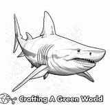 Shark Week Coloring Pages  Free & Printable sketch template