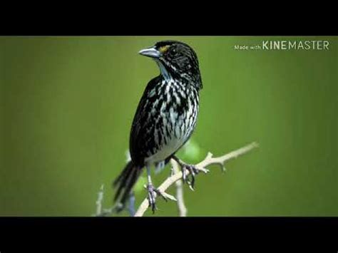 This is what a dusky seaside sparrow sounds like - YouTube