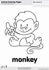 Monkey Coloring Page  Super Simple sketch template