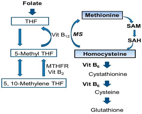 IJMS | Free Full-Text | Homocysteine Increases Tau Phosphorylation ...