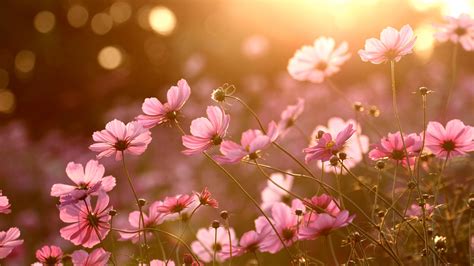colorful, Nature, Sunlight, Plants, Flowers Wallpapers HD / Desktop and Mobile Backgrounds