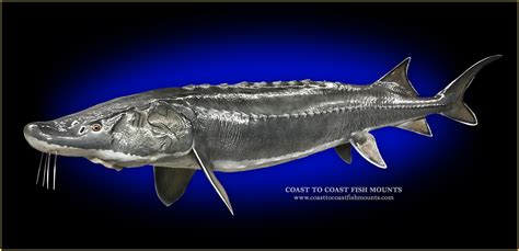 Lake Sturgeon Fish Mounts & Replicas by Coast-to-Coast Fish Mounts