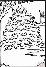 Pine Tree In The snow Coloring Online  Super sketch template